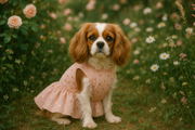 Cavalier King Charles avec robe pois dorés