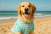 Golden Retriever avec t-shirt menthe